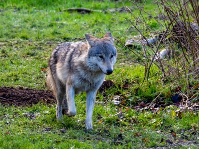 Wolf - De Zonnegloed - Dierenpark - Dieren opvangcentrum - Sanctuary